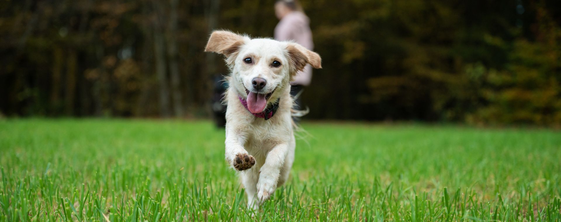 A happy dog running toward their owner in a grassy field, demonstrating reliable recall