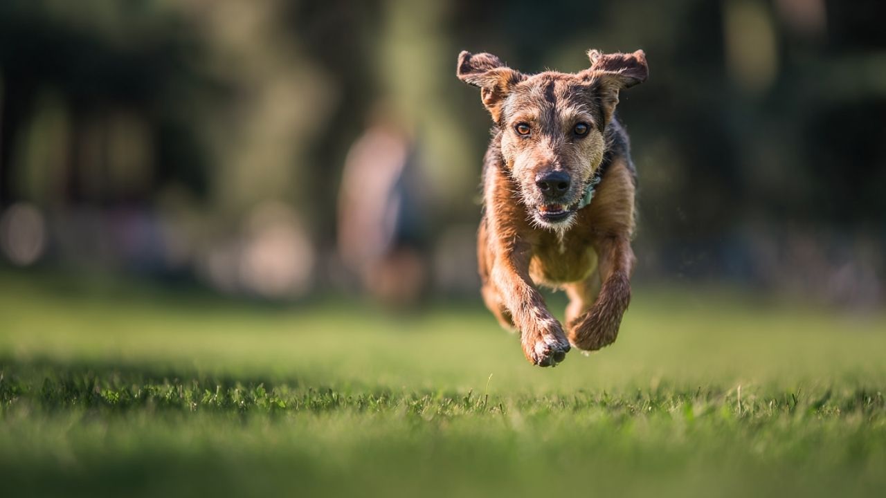 A dog mid-stride running back to their owner across a green field